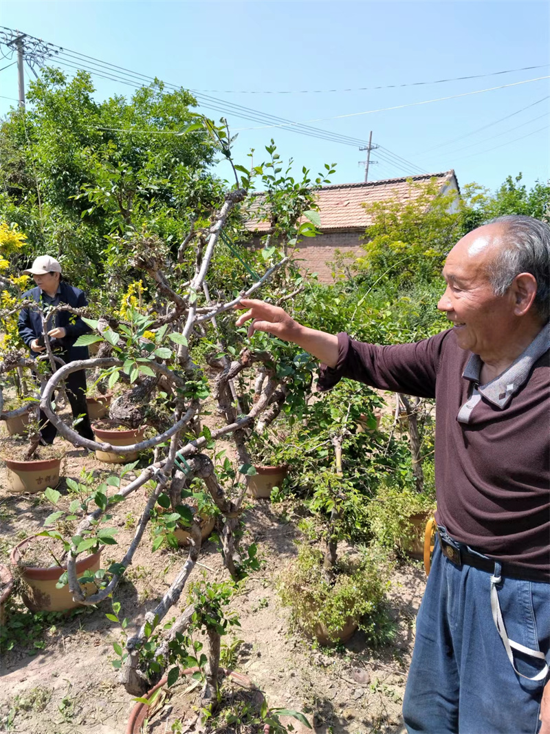 与树共舞写华章——孙培棠