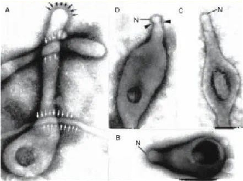 徐州市儿童医院科普：近期肺炎支原体肺炎高发，家长应如何防治